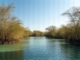 Umm Al Quwain mangroves